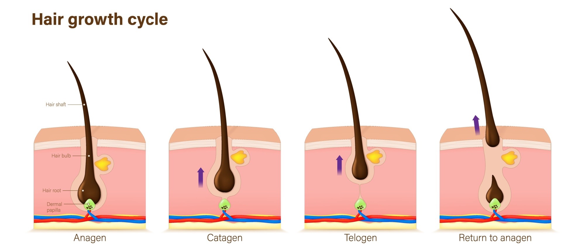 hair growth cycle